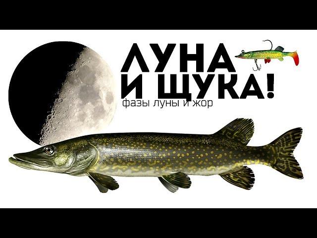 Именно при такой луне начинается настоящий щучий жор! Как луна влияет на клев щуки?