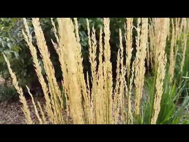 When Is The Best Time to Cut Back Karl Foerster Feather Reed Grass?