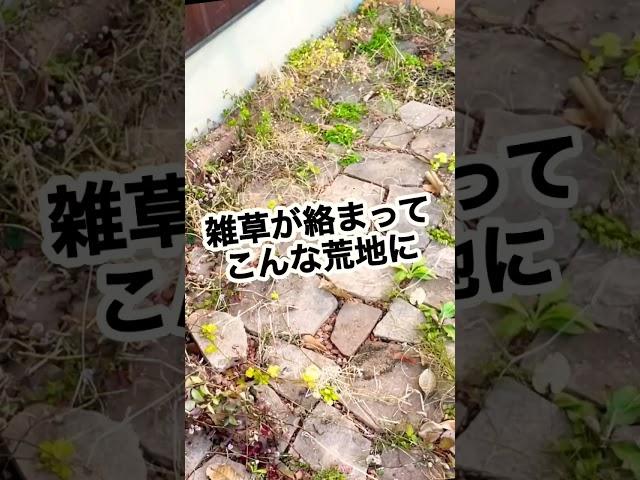 【庭お掃除術】一瞬で解決！砂利に雑草が絡まって面倒くさい時の対処法 #shorts #ガーデニング