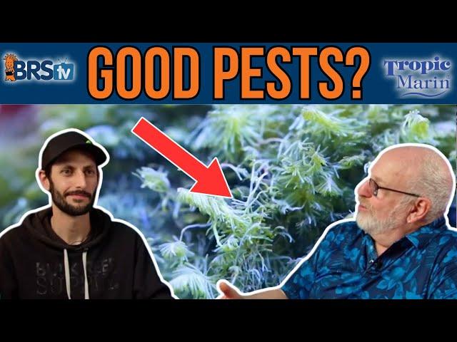 Can Saltwater Aquarium Pests Mean a GOOD Thing?