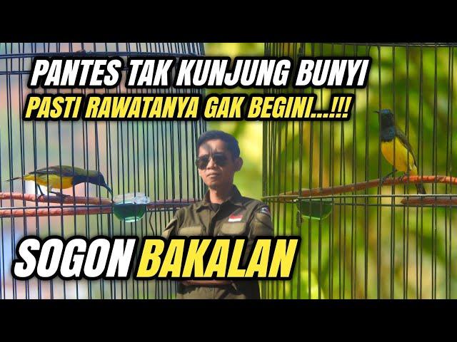 Rawatan Burung SOGON Bakalan || Pemula JAMIN Langsung PAHAM ‼️