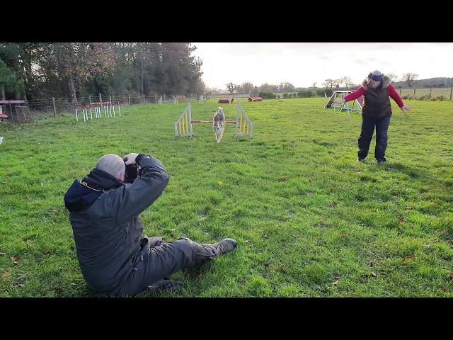 Dog Agility Photography & Videography | Pawtraits