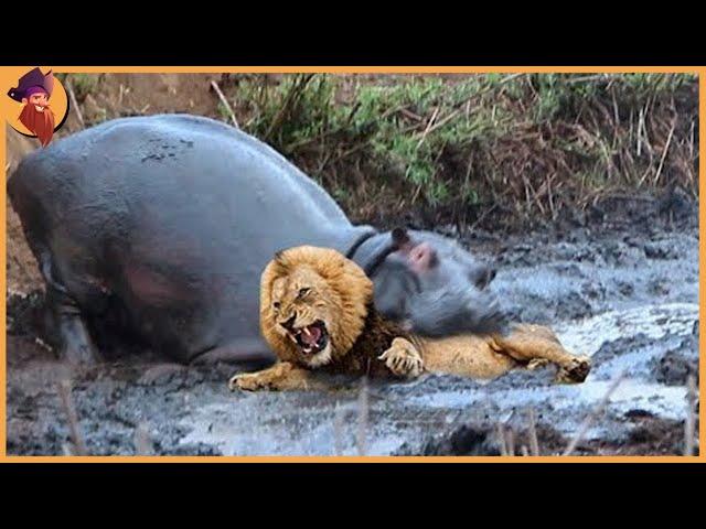 12 Times Hippos Attacked Their Enemies