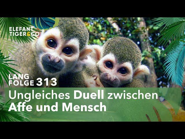 Wer nicht hören will, muss fühlen! (Langfolge 313) | Elefant, Tiger & Co. | ARD