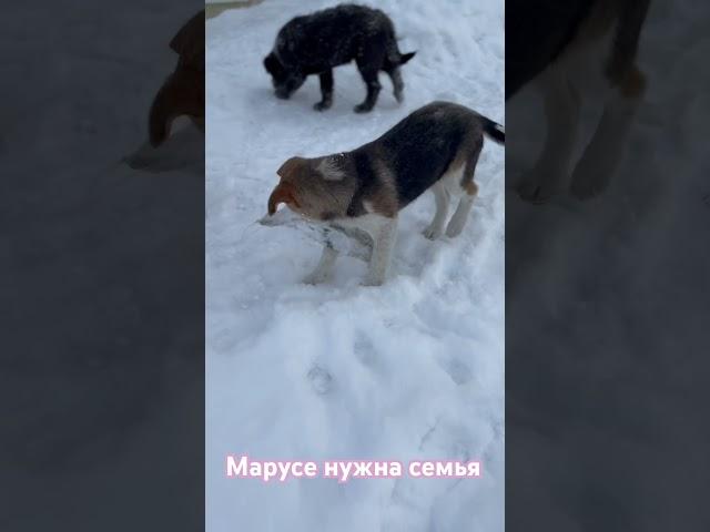 Щенок в добрые руки