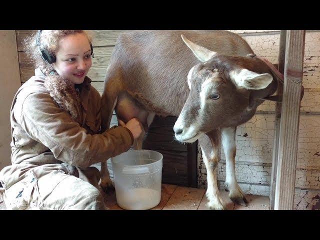 How To Milk A Goat - Mary's Milk Monsters Style!