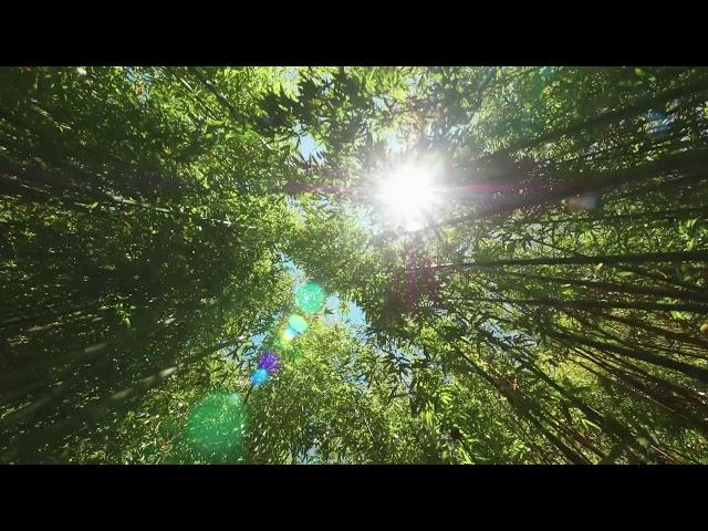 Forest trees video footage