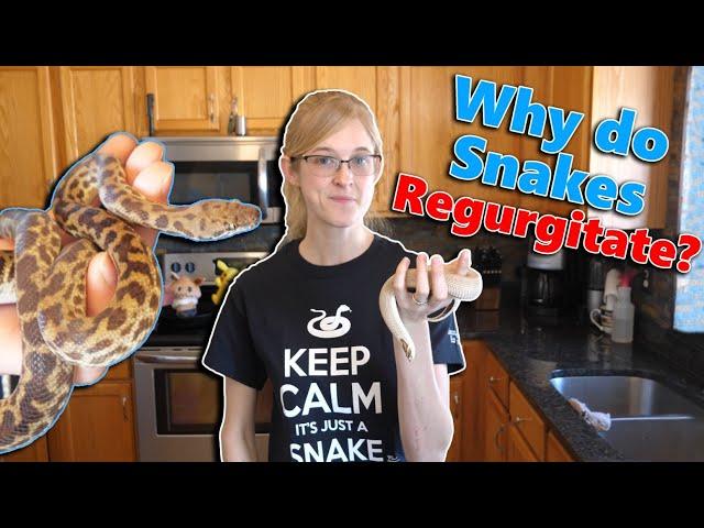 What Causes Snakes to Regurgitate (and how to prevent it)