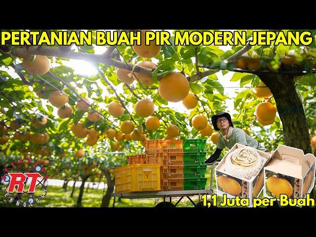 PERTANIAN BUAH PIR MODERN JEPANG YANG MEMILIKI HARGA YANG MAHAL | TAHAPAN PROSES PERTANIAN BUAH PEAR