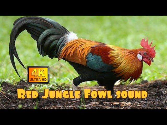 RAKAMAN SUARA AYAM HUTAN ASLI || RAKAM DARI JAUH. HD SOUND BEST