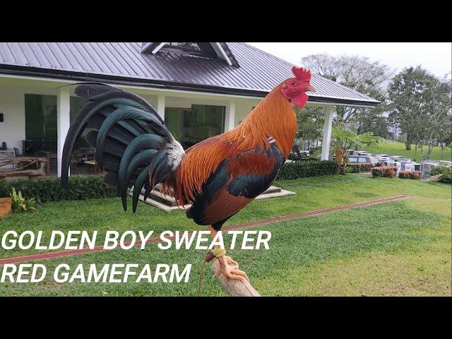 Golden Boy Sweater Red Gamefarm