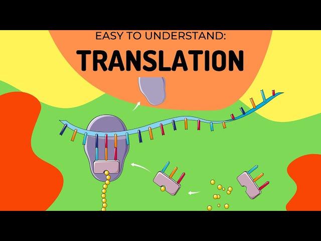 Protein Synthesis: Translation