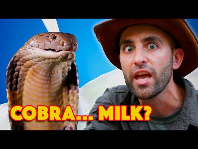 KING COBRA - World's Deadliest Venom Milking!