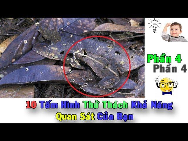 Tìm Con Vật Ẩn Trong Những Tấm Hình Trong 15s ? ️ Phần 4 || Can You Find All The Hidden Animals?