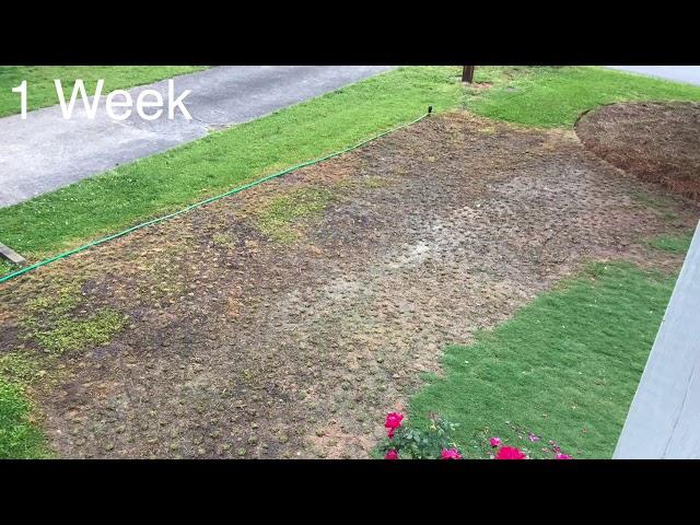 TifTuf Bermuda Plug 12 Week Time Lapse