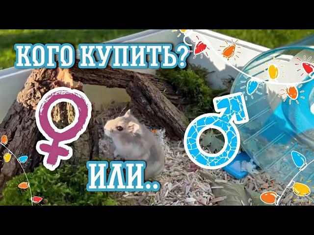 ХомячкиКого купить, ДЕВОЧКУ или МАЛЬЧИКА хомяка ?️️яХрумка