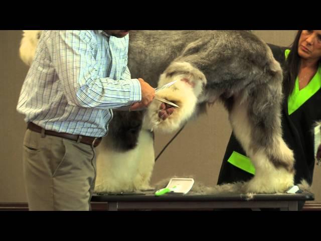 Old English Sheepdog Grooming