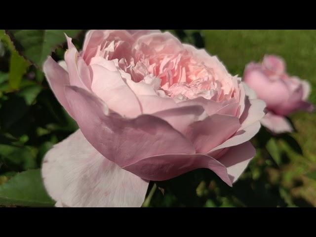 Роза The Alnwick Rose / Зе Алнвик Роуз (Д.Остин, посадка осень 2019)