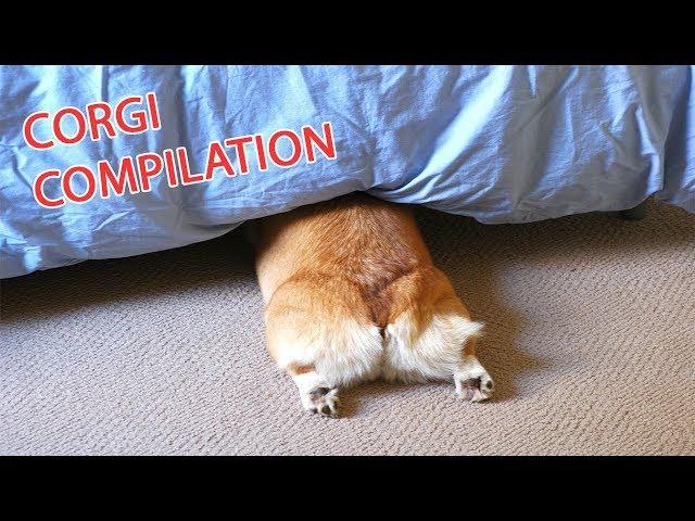 Funny and Cute Corgi Compilation | Best Funny Corgi Videos