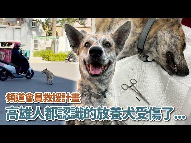 高雄人都認識的放養犬受傷了！(;´Д`)