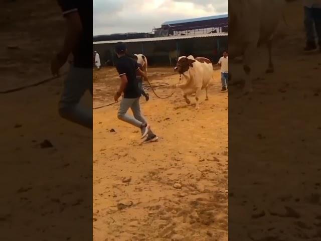 Kohinoor Cattle Farm |AU Qureshi Vlogs| #shorts