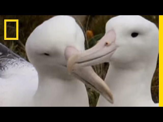 Wings of the Albatross | National Geographic