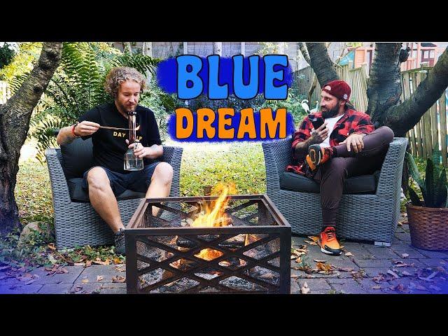 100 СОРТОВ: BLUE DREAM у КОСТРА, история сорта BLUEBERRY и DJ SHORT