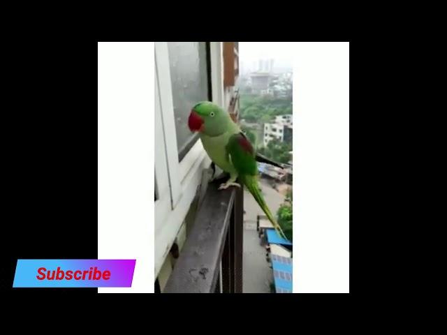 Parrot During Lockdown Funny #viralweb