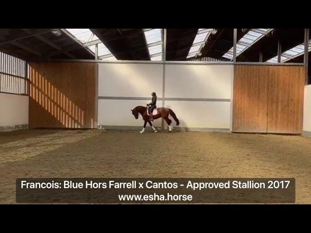 Francois: Blue Hors Farrell x Cantos - APPROVED STALLION