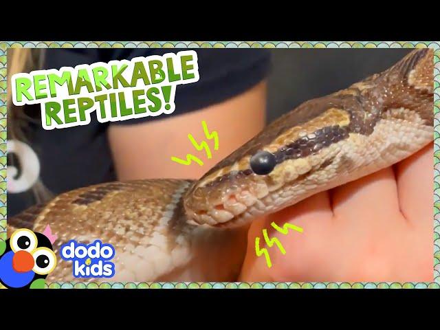 38 Minutes Of Scaly, Silly, Slithering Reptiles! | Dodo Kids