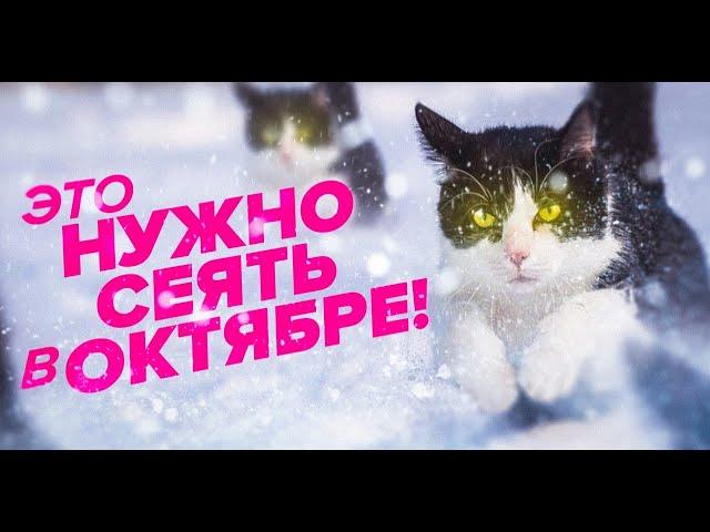 ЧТО ПОСЕЯТЬ В ОКТЯБРЕ? МОРКОВЬ. ТОМАТЫ. ЦВЕТЫ. ЗЕМЛЯНИКА. ЧТО СЕЕМ ПОД ЗИМУ?