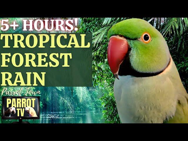 Tropical Forest Rain | 5+ HOURS of Calm Forest Bird and Rain Sounds | Parrot TV for Your Bird Room