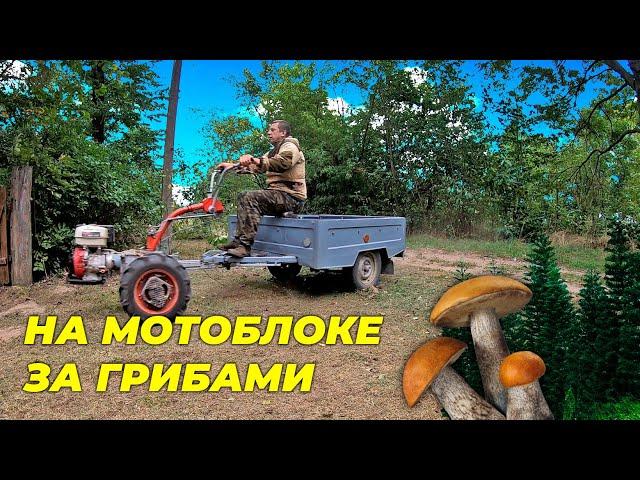 За грибами в лес на мотоблоке Мотор Сич. Страшная находка в лесу! Эвакуация Гоши. Жизнь в деревне