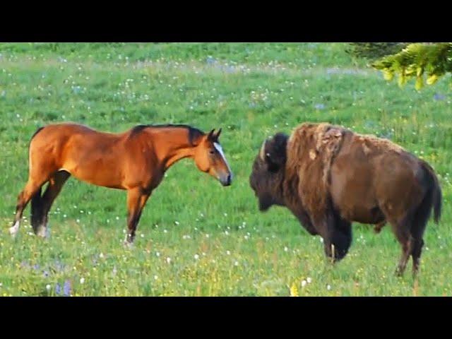 Лошадь в Деле | Лошадь Против Всех