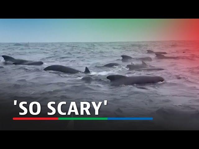 'So scary'. Whales surround rower out in the Atlantic | ABS-CBN News