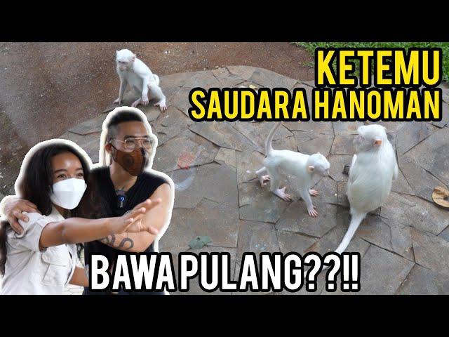 KETEMU TEMEN HANOMAN MONYET ALBINO RAKSASA DI ZOO FAUNALAND