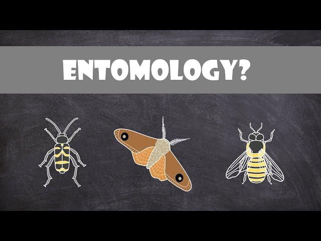 What is Entomology? | Entomology