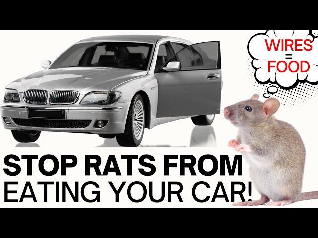 Watch Anti rodent spray STOPS RATS and mice chewing car wires and hoses on CARS & TRACTORS!