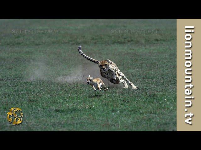 Cheetah  high speed Gazelle hunt  | CLASSIC WILDLIFE