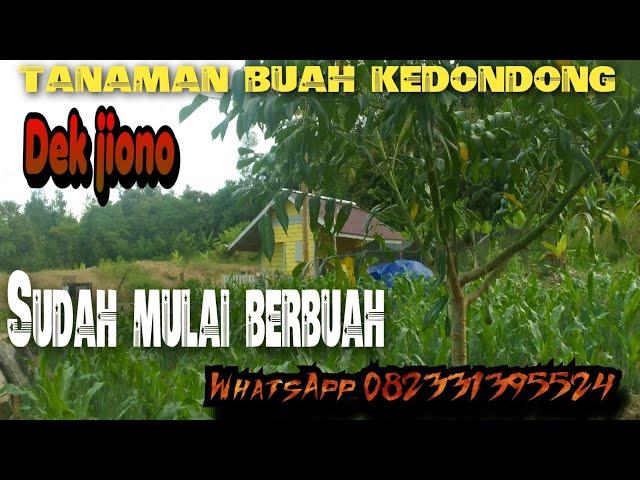 SUNGGUH LUAR BIASA PERKEMBANGAN PERTANIAN DEK JIONO TANAMAN BUAH-BUAHAN SUDAH BERBUAH