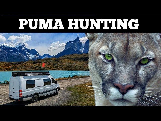 A GUIDE TO FIND PUMAS IN TORRES DEL PAINE - Van Life Patagonia