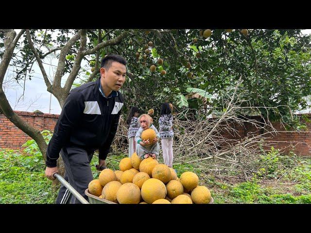 Bibi enliste helps Dad harvest grapefruit at the farm