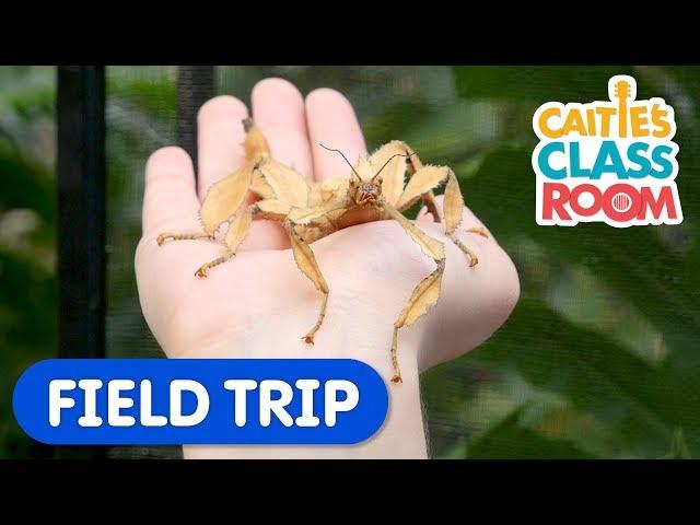 Explore Amazing Bugs From Around The World | Caitie's Classroom Field Trip | Insects For Kids