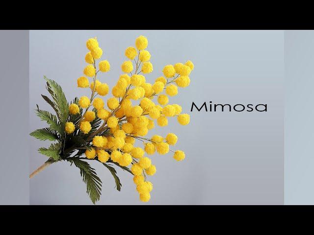 Mimosa