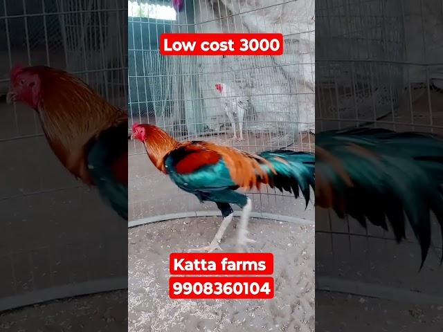 3000 #rooster katta farms sale video sale out 