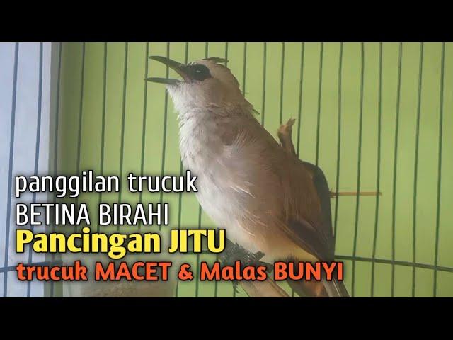 Trucuk BETINA memanggil Jantan Suara Birahi Ngecuplik 100% pancingan trucukan gacor agar BUNYI EMOSI