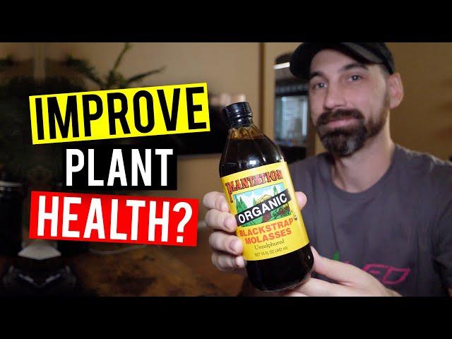 Molasses For Plants! How To Feed & When...