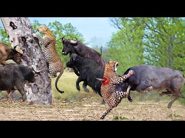 The Battle For Life And Death  Wild Discovery Animals 2024 #29