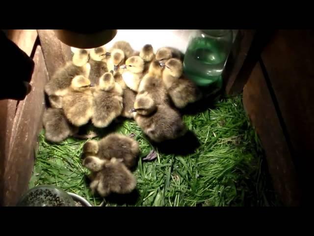 Гусята вылупились,первые сутки жизни.Goslings hatched, the first day of life.