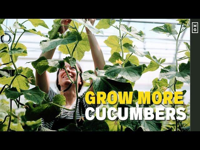 How We Grow Cucumbers Vertically For HUGE Harvests! DIY High Tunnel Trellis